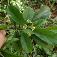 Gynochthodes umbellata (L.) Razafim. & B.Bremer